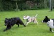 Hunde unterwegs (13).jpg